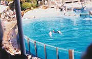 012-The dolphin show
